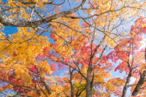How to Prevent Leaves from Damaging Your Vehicle this Fall